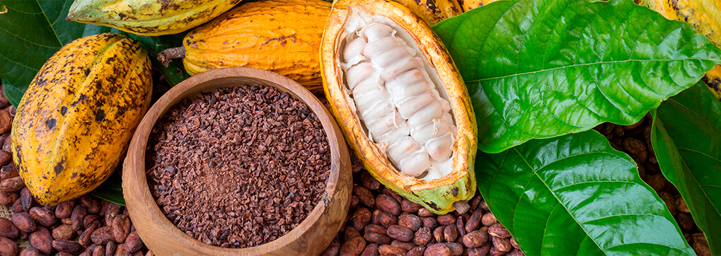 Cacao beans - dark chocolate