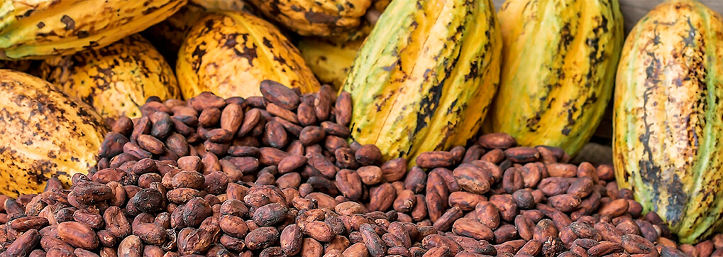 Chocolate from Ecuador beans
