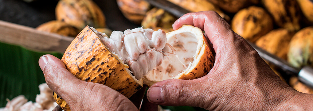 Chocolate from Ecuador continues to win awards