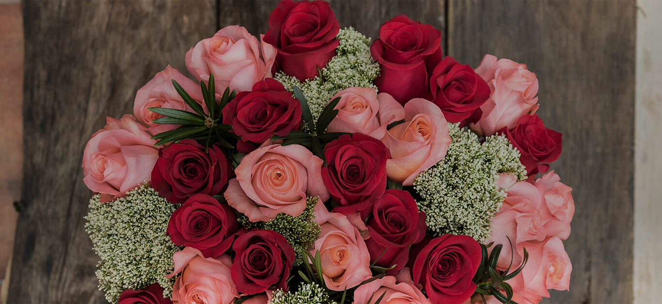 Best roses in the on sale world