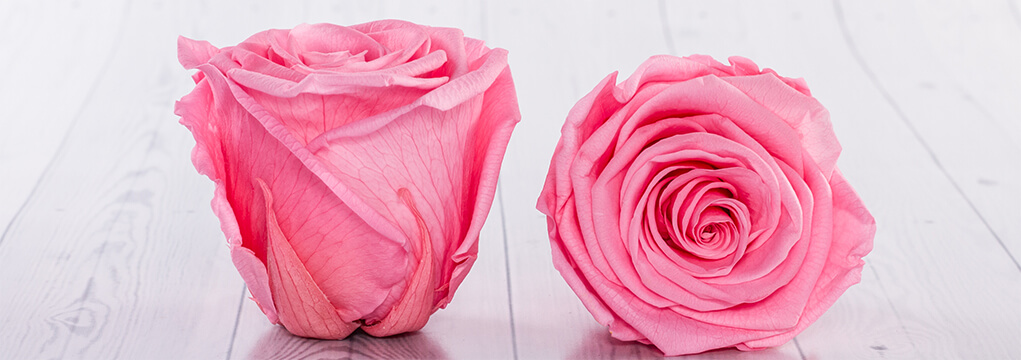 Preserved roses from Ecuador