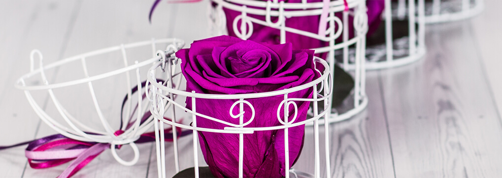 How Long Do Preserved Roses Last Sense Ecuador