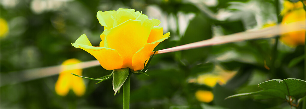 Roses grown in Ecuador all Year Long