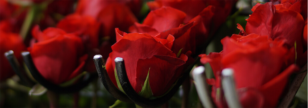 Roses are grown in Ecuador with a Social Conscious