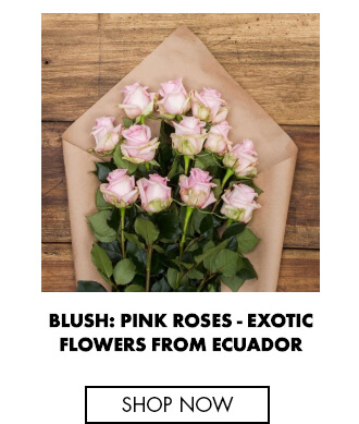 Blush: Pink Roses - Fresh Roses