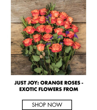 Just Joy: Orange Roses - Long stem roses