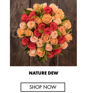 Nature dew - Rose colors and their meaning
