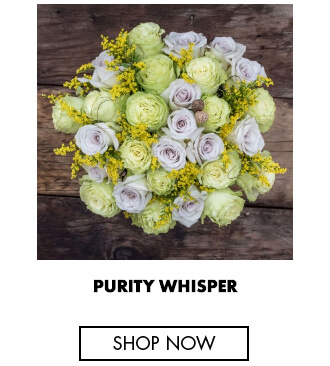 Purity whisper - Ecuadorian roses for romantic occasions
