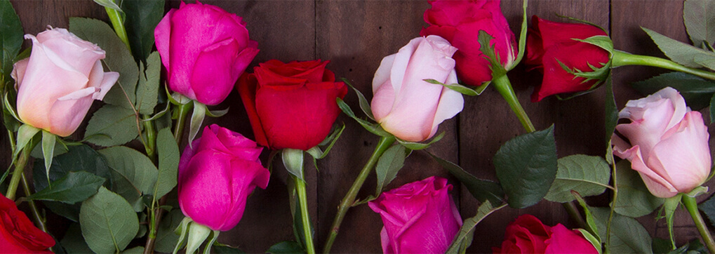 The many colors of ecuadorian roses - Ecuadorian roses for romantic occasions