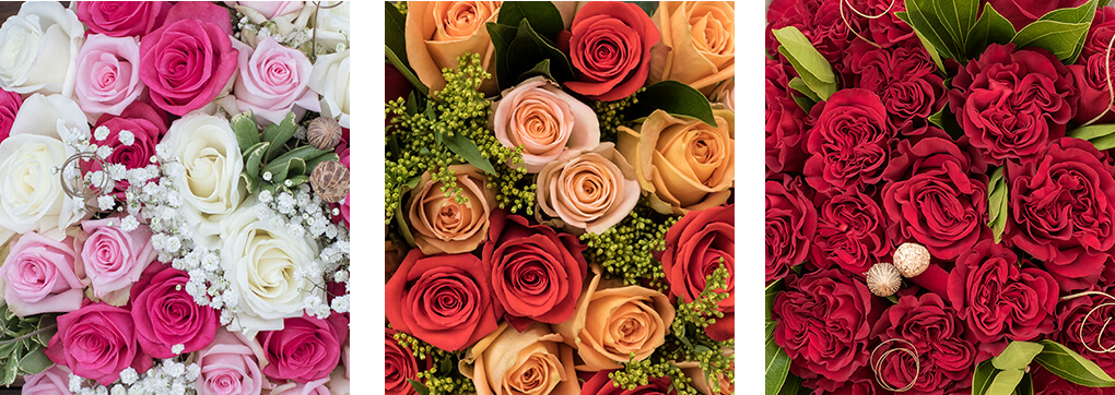 World-class roses from Ecuador - Sense Ecuador®