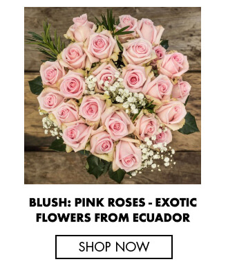 Blush pink roses - A brief history of roses