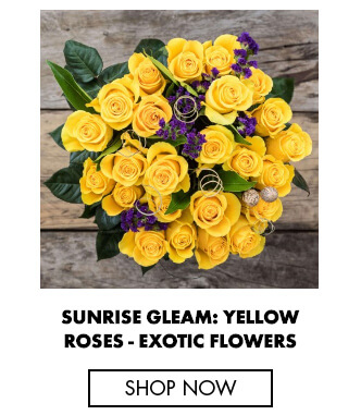 Sunrise gleam yellow roses