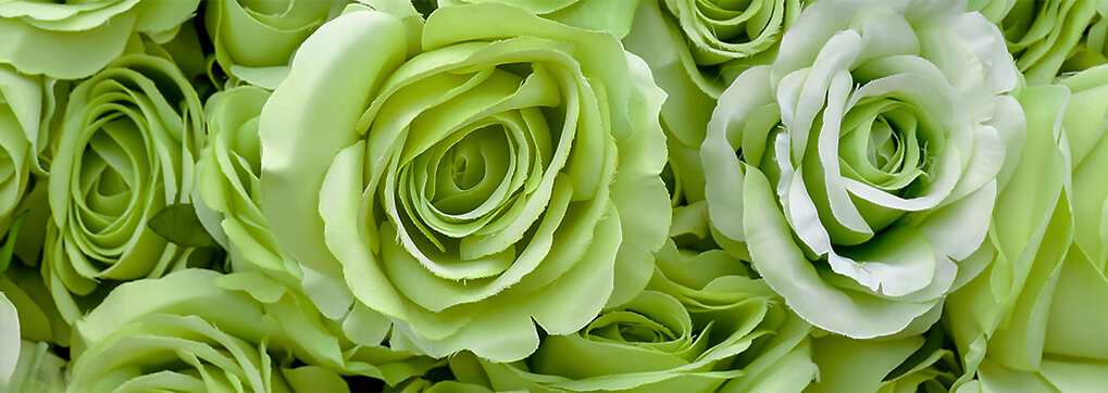 Where do green roses come from