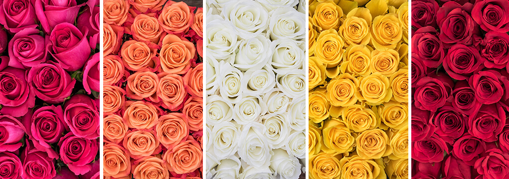 Ecuadorian roses come in a wide variety of colors