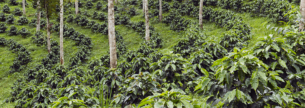Diverse regions in Ecuador produce the best tasting coffee in the world