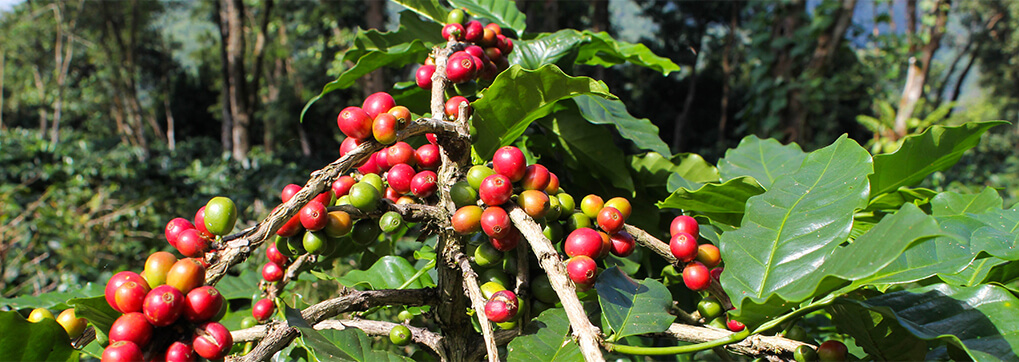 The biodiversity of Ecuador results in the best tasting coffee in the world
