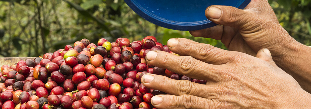 Innovative farming techniques have helped to create the best tasting coffee