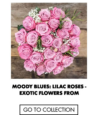 Moody Blues: Lilac Roses
