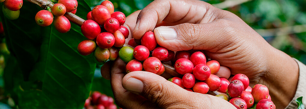 Gourmet coffee from Ecuador is literally unique