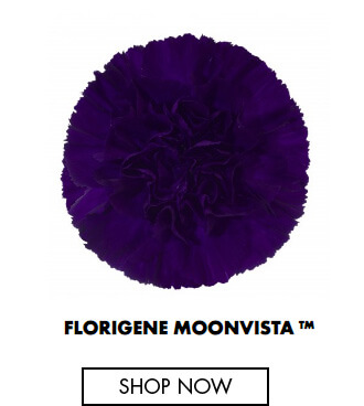 Florigene Moonvista