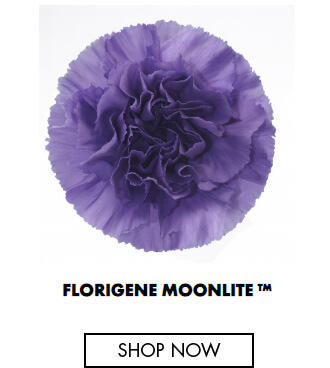 Florigene Moonlite
