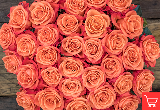 Vermillion orange roses meaning and occasions