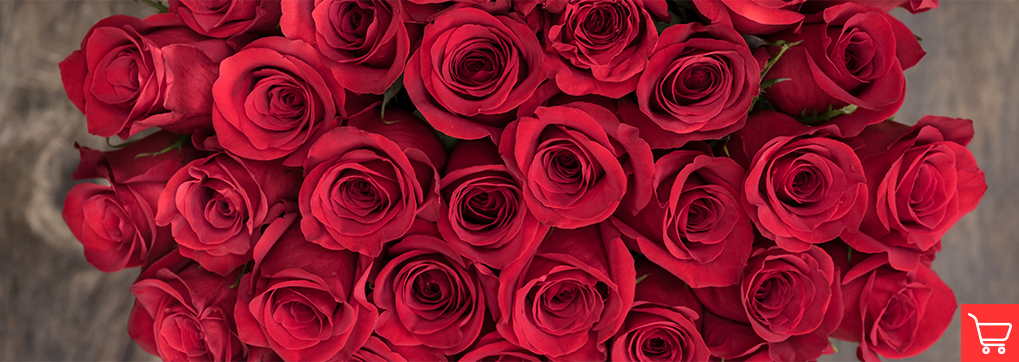 AMOUR: RED ROSES - EXOTIC FLOWERS FROM ECUADOR