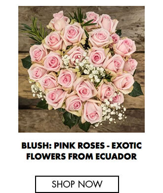 Blush: Pink roses