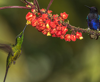 colibri