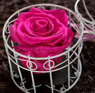 Preserved Natural Roses