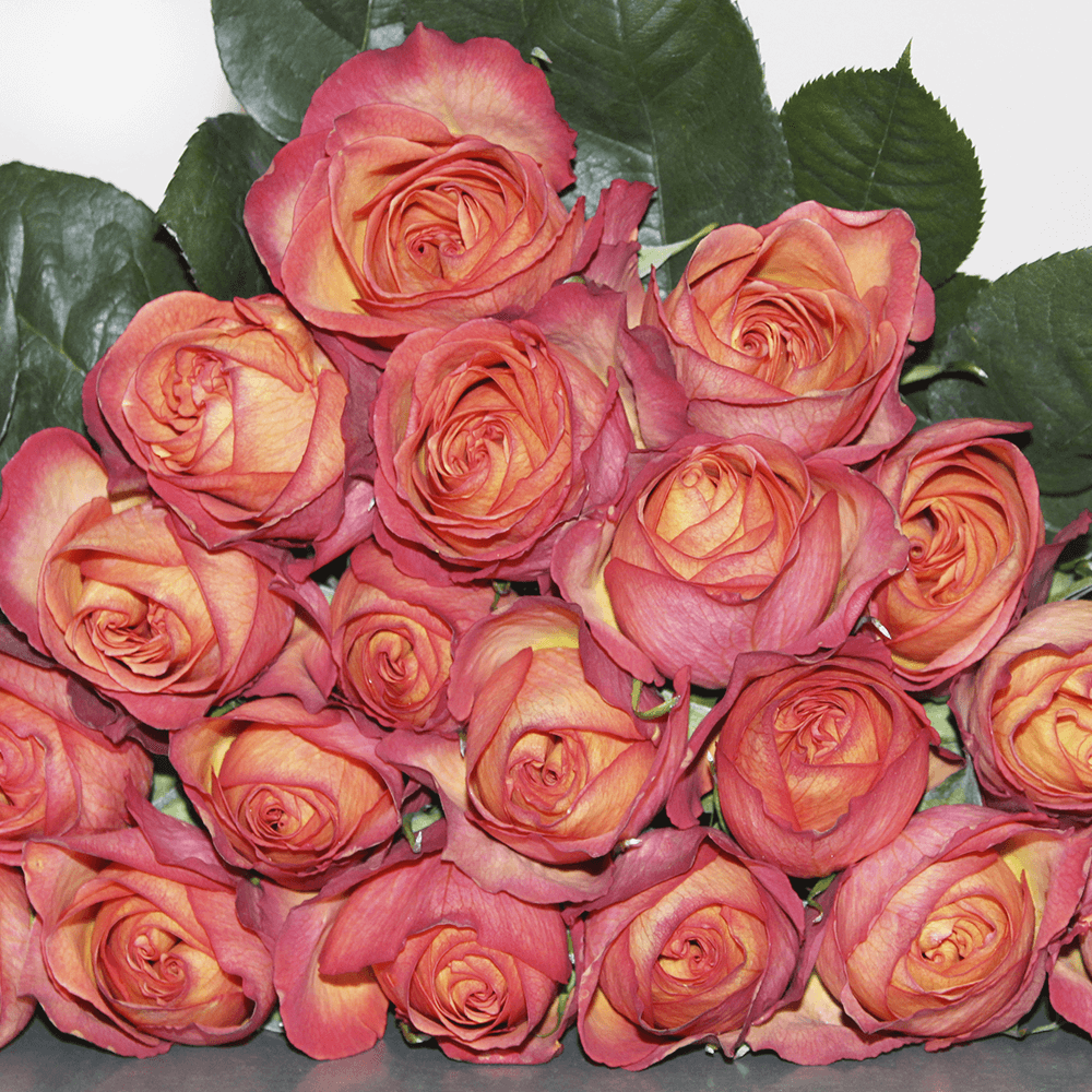 Cameleon Roses