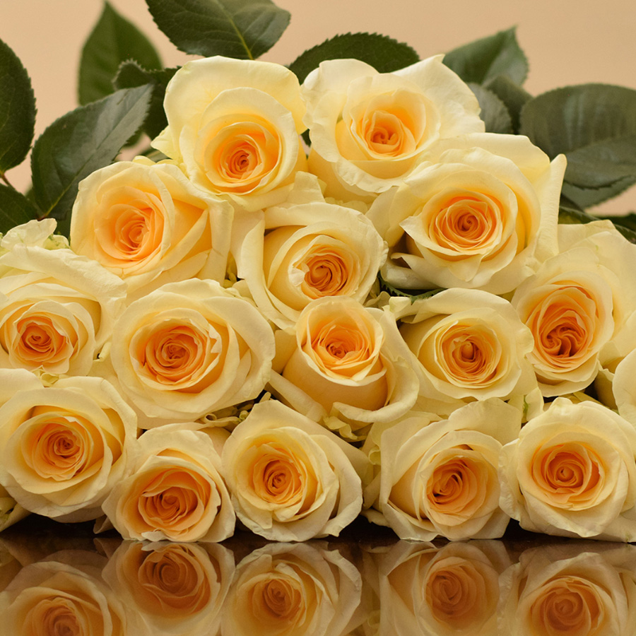 Creme de la Creme Rose variety Ivory - EbloomsDirect