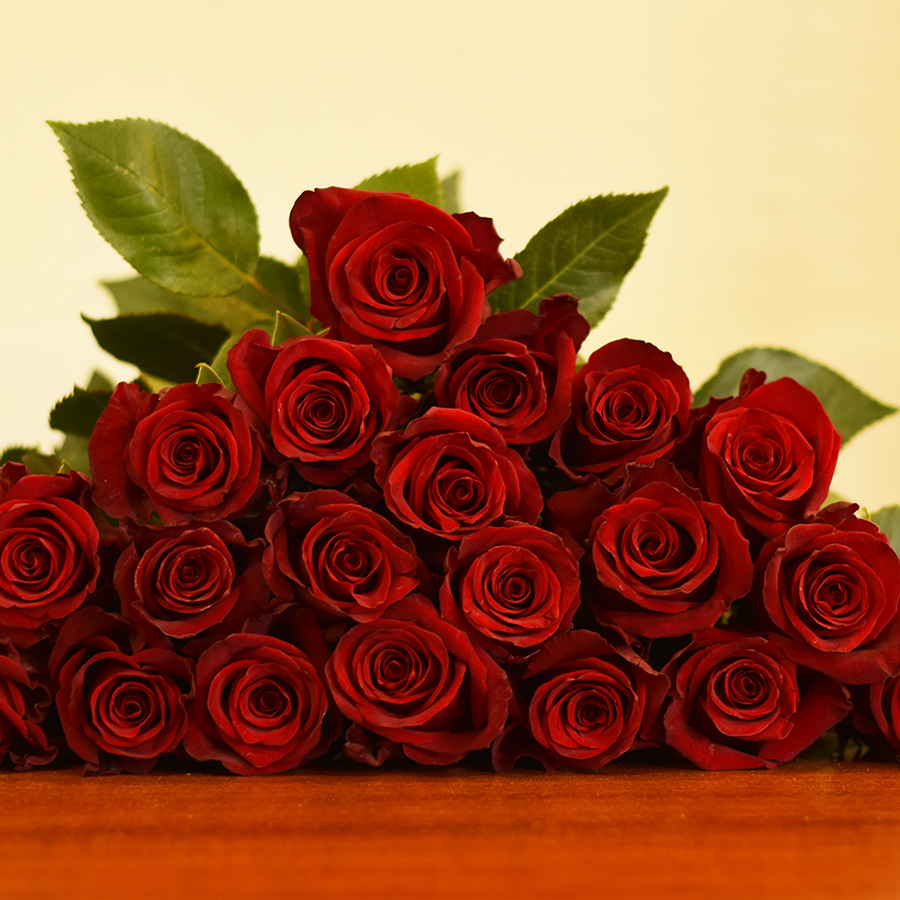 Explorer Roses Bulk Order 60 70CM