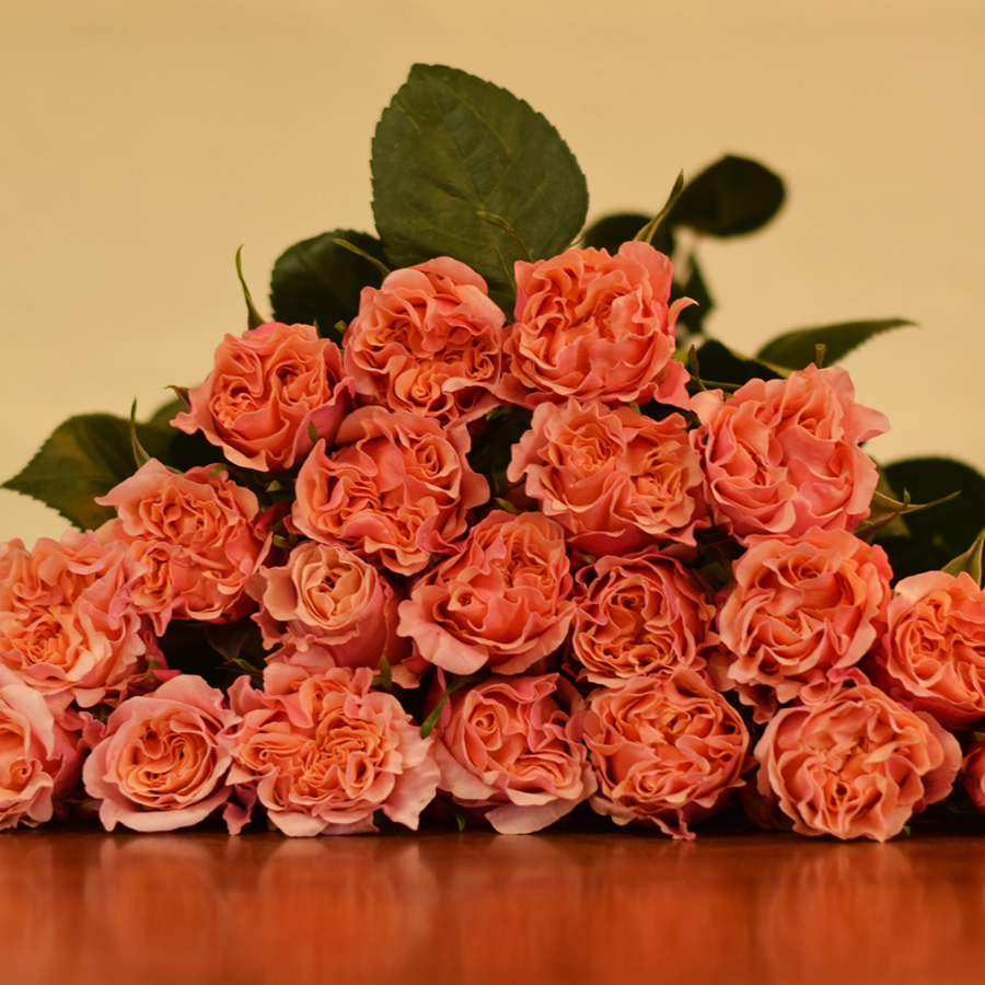 Mayra Peach Garden Roses