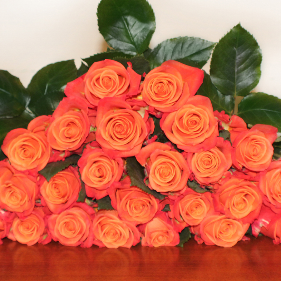 Orange Crush Roses - Bulk Order- 40-50-60CM