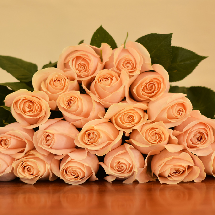 Pearl Avalanche Roses