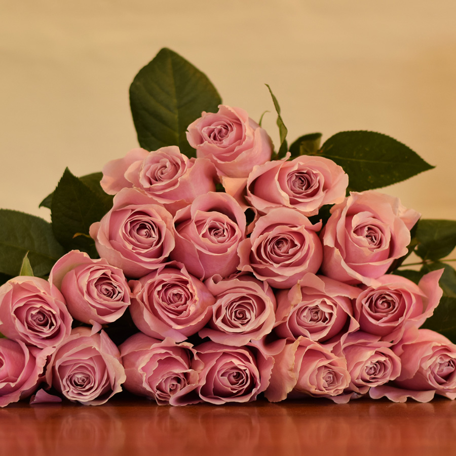 Pink Avalanche Roses