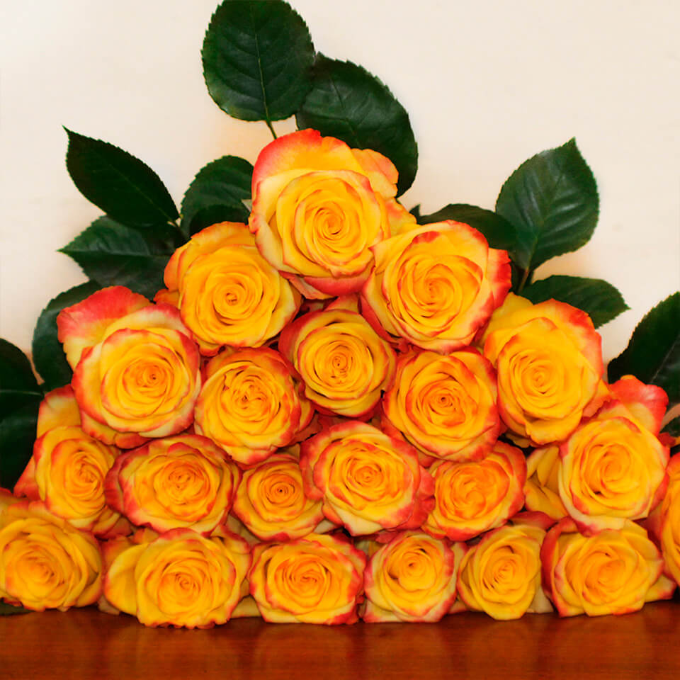 High & Yellow Flame Roses
