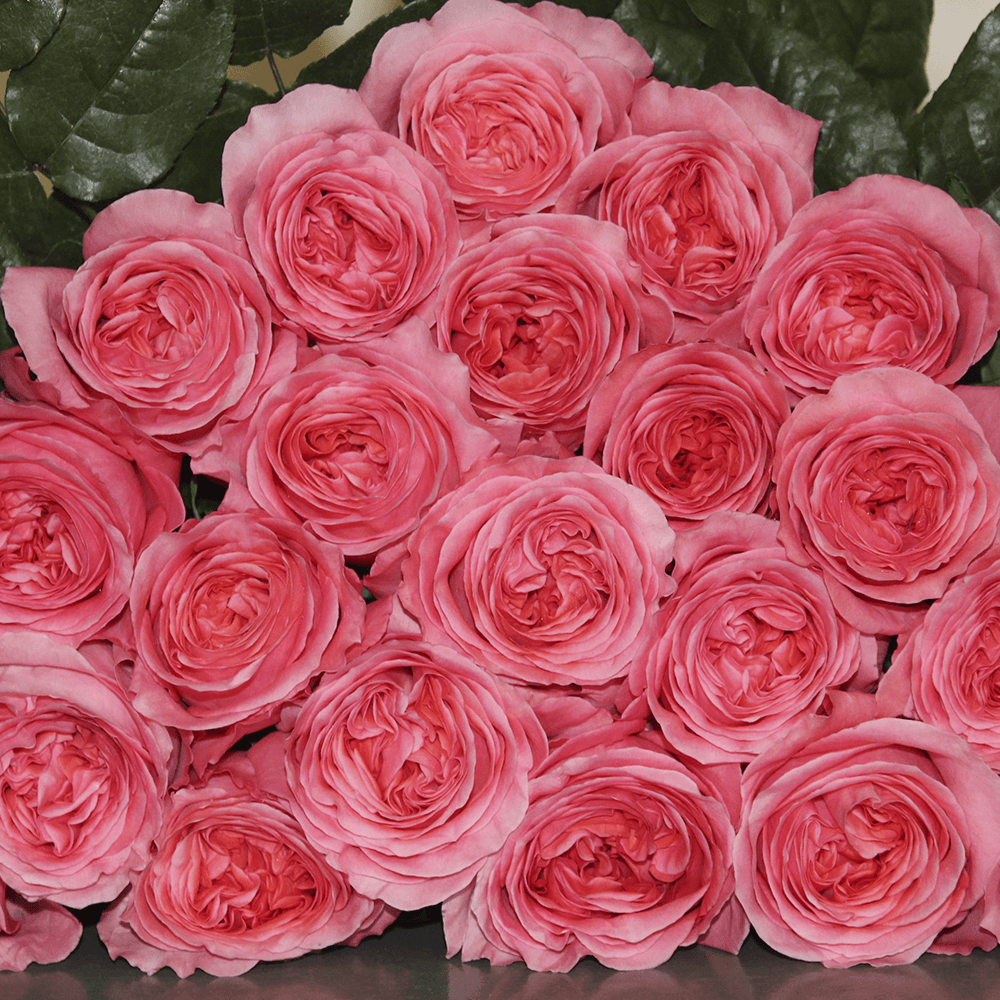Pink Xpression Roses