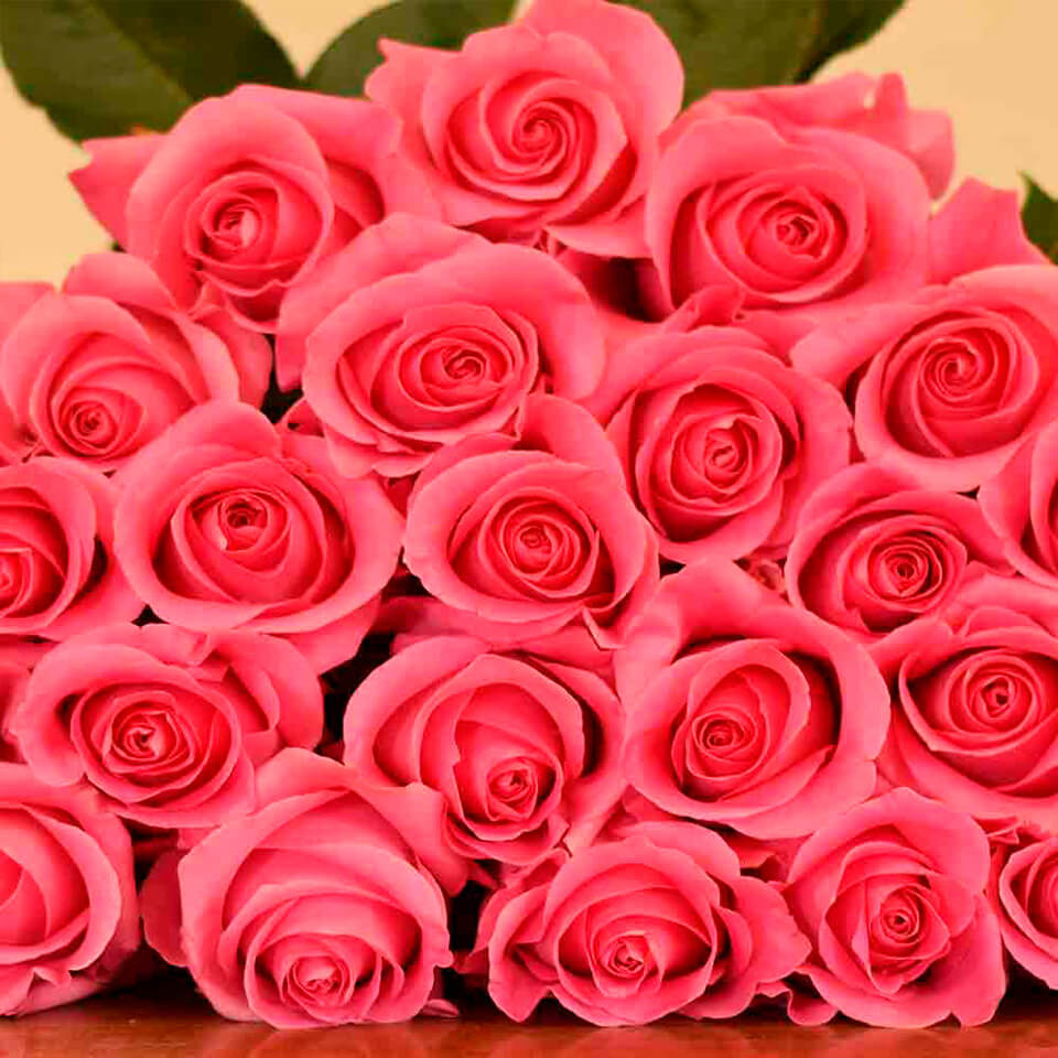 Pink Martini Roses