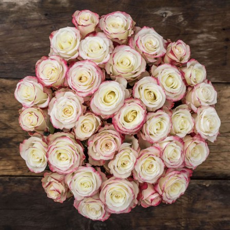 long stem roses from ecuador