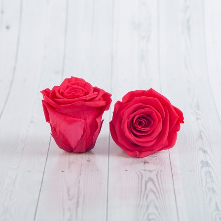 preserved roses from ecuador