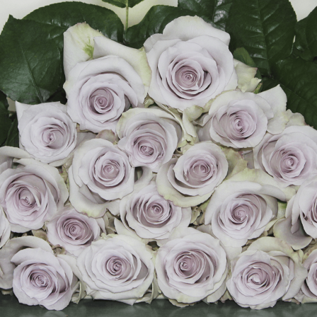 Altamira Roses