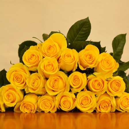 Brighton Roses - BULK ORDER - 50-60CM