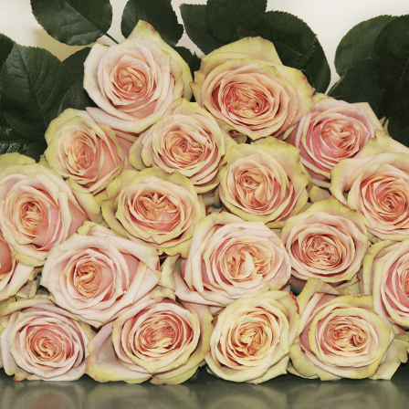 DESERT-ROSE