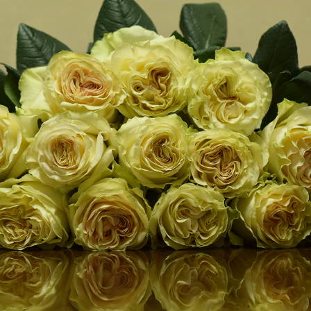 Dynamic Roses - Bulk Order- 60-70CM