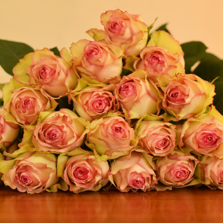 Esperance Roses - Bulk Order- 50-60CM