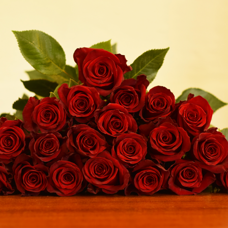 Explorer Roses - Bulk Order - 60-70CM