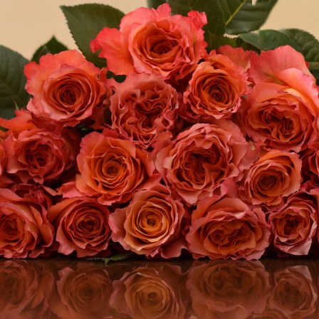 Free Spirit Garden Roses - Bulk Order - 40-50CM