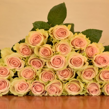 Frutetto Roses  - Bulk Order- 50-60CM